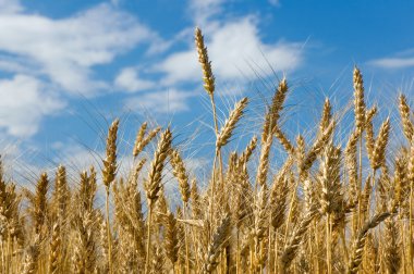 spikelets buğday alanında mavi gökyüzü arka plan üzerinde