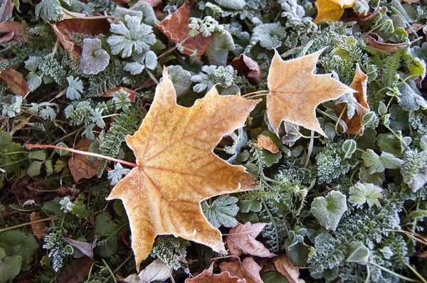 霜で黄色のカエデの葉 — ストック写真