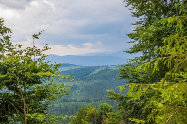 Arka planda yüksek dağlarda güzel çam ağaçları. Karpatlar. Tepenin yamacında gökyüzüne bakan sık ladin ormanı