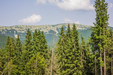 Arka planda yüksek dağlarda güzel çam ağaçları. Karpatlar. Tepenin yamacında gökyüzüne bakan sık ladin ormanı