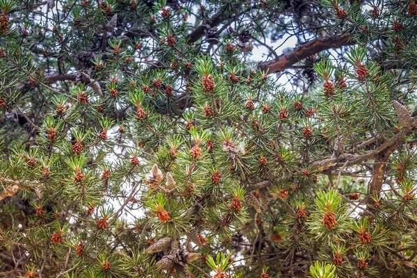 Çam Ağacında Çam Kozalağı Pinus Zole Edilmiş Çam Açık Doğal — Stok fotoğraf
