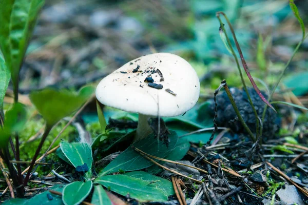 Μικρά Amanita Phalloides Είναι Ένα Πολύ Δηλητηριώδες Μανιτάρι Στο Δάσος — Φωτογραφία Αρχείου