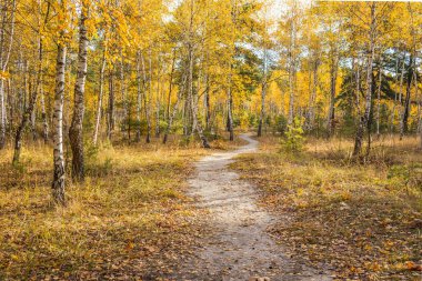 Sakin bir sonbahar sezonu. Sonbahar ormanlarındaki yollarla çok güzel bir manzara. Yeşil, sarı ve turuncu yapraklı huş ağaçları ve güneşli bir günde ağaçların arasındaki patika.