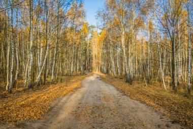 Sakin bir sonbahar sezonu. Sonbahar ormanlarındaki yollarla çok güzel bir manzara. Yeşil, sarı ve turuncu yapraklı huş ağaçları ve güneşli bir günde ağaçların arasındaki patika.