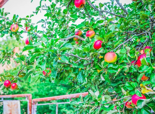 Unripe Red Apples Orchard Young Apple Tree Ripe Fruit Harvest — Stock Photo, Image