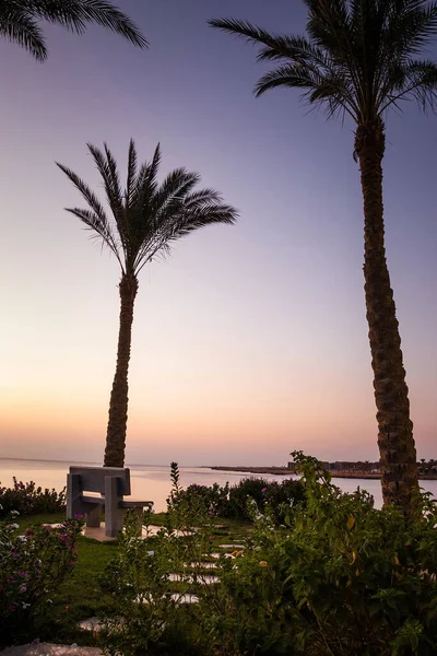 Bodem Palmbomen Aan Kust Voor Zonsopgang Prachtige Zonsopgang Zee Dawn — Stockfoto