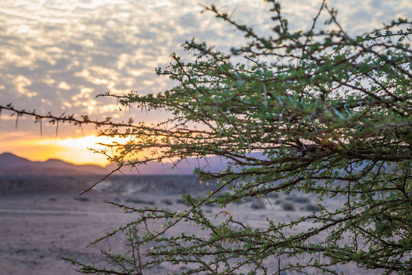 Закат за горами в пустыне, Египет листья и шипы на ветвях деревьев в пустыне на переднем плане, скалистые горы на заднем плане. Маленькие облачка на небе на закате.