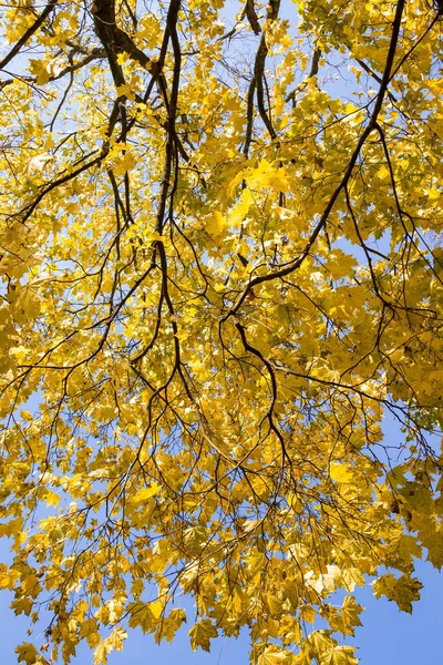 Belles Feuilles Érable Jaune Automne Sur Les Arbres Dans Parc — Photo