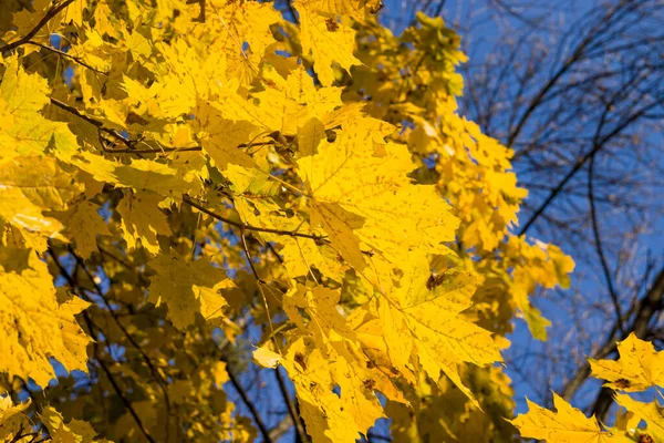 Schöne Gelbe Blätter Des Herbst Ahorns Bäumen Park Gegen Den — Stockfoto