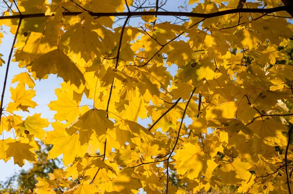 Όμορφα Κίτρινα Φύλλα Σφενδάμου Του Φθινοπώρου Δέντρα Στο Πάρκο Ενάντια — Φωτογραφία Αρχείου