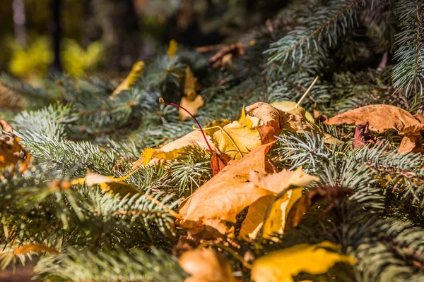 秋天的黄叶落在枞树的枝头上 圣诞树上挂着黄色的叶子 — 图库照片