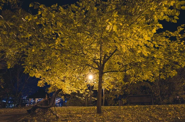 Den Teiled Vägen Nattparken Med Lyktor Hösten Bänkar Parken Höstsäsongen — Stockfoto