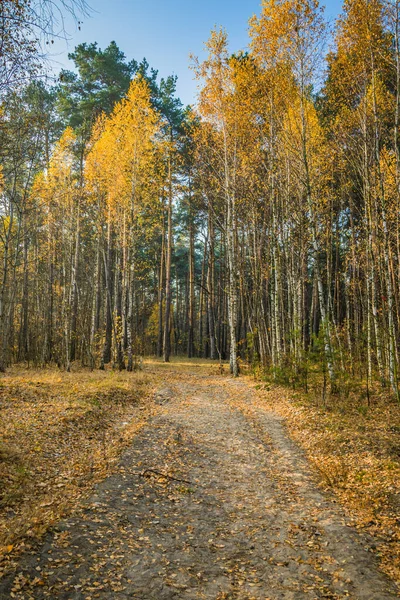 Época Outono Calma Bela Paisagem Com Estrada Floresta Outono Vidoeiros — Fotografia de Stock