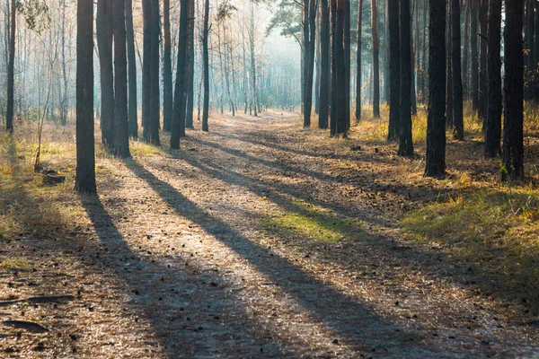 Bosque Soleado Otoño Con Neblina Luz Solar Sendero Cubierto Follaje — Foto de Stock