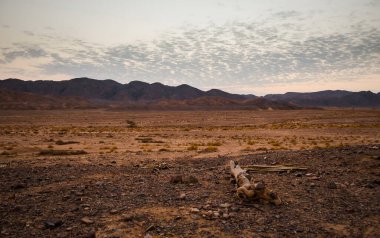 Güneş battıktan bir saat sonra çöldeki dağların arkasında Mısır Sandy ön planda, kayalık dağlar arka planda karaya çıkar. Gün batımında gökyüzünde küçük bulutlar.