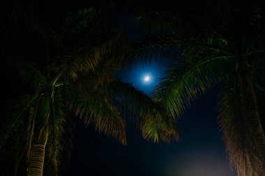 Palmiye yaprakları arasında parlak ay. Palmiye yaprakları ay ışığında