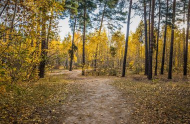 Sakin bir sonbahar sezonu. Sonbahar ormanlarındaki yollarla çok güzel bir manzara. Yeşil, sarı ve turuncu yapraklı huş ağaçları ve güneşli bir günde ağaçların arasındaki patika.