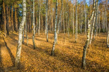 Sakin bir sonbahar sezonu. Sonbahar ormanlarındaki yollarla çok güzel bir manzara. Yeşil, sarı ve turuncu yapraklı huş ağaçları ve güneşli bir günde ağaçların arasındaki patika.