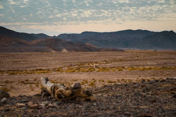 Hora Azul Después Del Atardecer Detrás Las Montañas Desierto Egipto —  Fotos de Stock