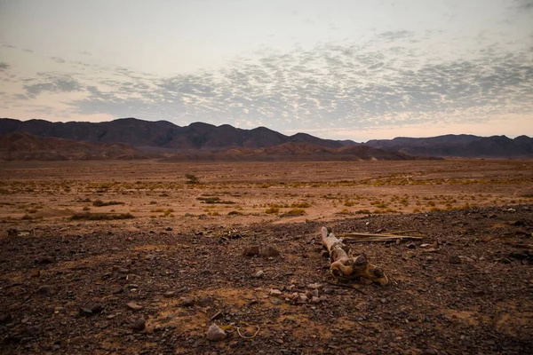 Hora Azul Después Del Atardecer Detrás Las Montañas Desierto Egipto —  Fotos de Stock