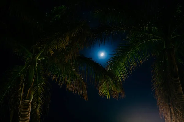 Bright Moon Palm Leaves Palm Leaves Silhouettes Moonlight — Stock Photo, Image