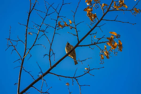 Ein Sperling Thront Herbstmorgen Auf Einem Blattlosen Ast Vor Dem — Stockfoto