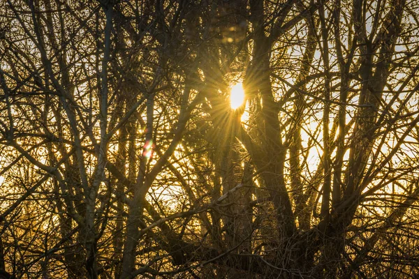 Rays Sun Autumn Tree Nature Wood Sunlight Background Instant Toned — Stock Photo, Image