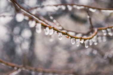 Frozen drops of water on the branches of a tree. Early frosts. Tree branches icing