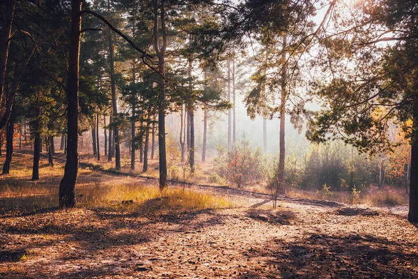 Floresta Outono Ensolarada Com Neblina Luz Solar Caminho Coberto Com — Fotografia de Stock