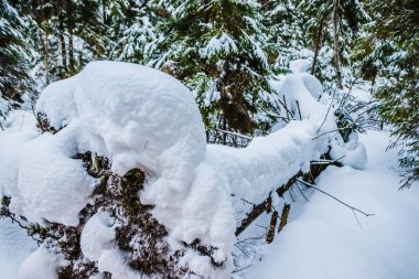 Kar altında devrilmiş ağaç gövdesi. Dağlarda büyük köknar ağaçları olan kış ormanı. Resimli ve muhteşem kış manzarası. Konum Karpatlar Ulusal Parkı, Ukrayna, Avrupa.