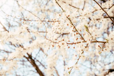 Baharda açan yabani kiraz çiçekleri. Mavi gökyüzüne karşı beyaz çiçekli yabani kiraz çiçekleri. Kirazın narin çiçekleri