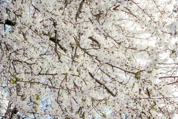 Wild Cherry Flowers Blooming Spring Wild Cherry Blossoms White Flowers — Stock Photo, Image