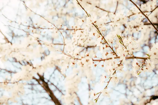 Baharda açan yabani kiraz çiçekleri. Mavi gökyüzüne karşı beyaz çiçekli yabani kiraz çiçekleri. Kirazın narin çiçekleri