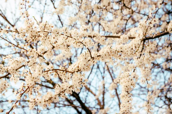 Kirschblüten Blühen Frühling Wilde Kirschblüten Mit Weißen Blüten Vor Blauem — Stockfoto