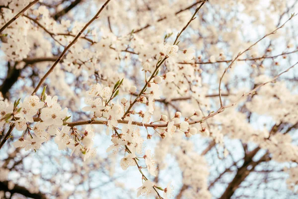 Baharda açan yabani kiraz çiçekleri. Mavi gökyüzüne karşı beyaz çiçekli yabani kiraz çiçekleri. Kirazın narin çiçekleri