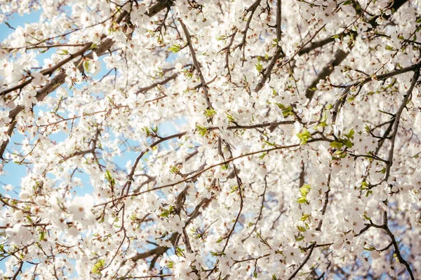 Wild Cherry Flowers Blooming Spring Wild Cherry Blossoms White Flowers — Stock Photo, Image