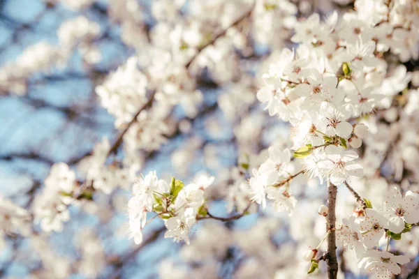 Wild Cherry Flowers Blooming Spring Wild Cherry Blossoms White Flowers — Stock Photo, Image