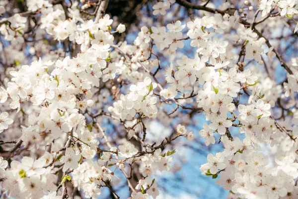 Wild Cherry Flowers Blooming Spring Wild Cherry Blossoms White Flowers — Stock Photo, Image