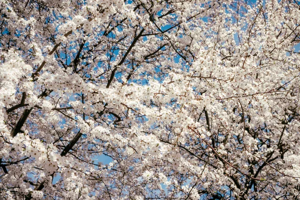 Baharda açan yabani kiraz çiçekleri. Mavi gökyüzüne karşı beyaz çiçekli yabani kiraz çiçekleri. Kirazın narin çiçekleri