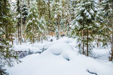 Kar altında devrilmiş ağaç gövdesi. Dağlarda büyük köknar ağaçları olan kış ormanı. Resimli ve muhteşem kış manzarası. Konum Karpatlar Ulusal Parkı, Ukrayna, Avrupa.