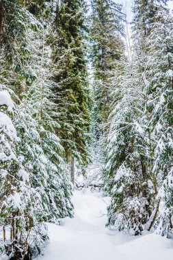 Dağlarda büyük köknar ağaçları olan kış ormanı. Resimli ve muhteşem kış manzarası. Konum Karpatlar Ulusal Parkı, Ukrayna, Avrupa.