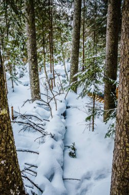 Dağlarda büyük köknar ağaçları olan kış ormanı. Resimli ve muhteşem kış manzarası. Konum Karpatlar Ulusal Parkı, Ukrayna, Avrupa.