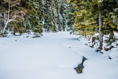 Dağlarda kar altında donmuş nehir. Dağlarda kış ormanı. Kocaman köknar ağaçları. Resimli ve muhteşem kış manzarası. Konum Karpatlar Ulusal Parkı, Ukrayna, Avrupa.