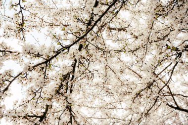 Baharda açan yabani kiraz çiçekleri. Mavi gökyüzüne karşı beyaz çiçekli yabani kiraz çiçekleri. Kirazın narin çiçekleri