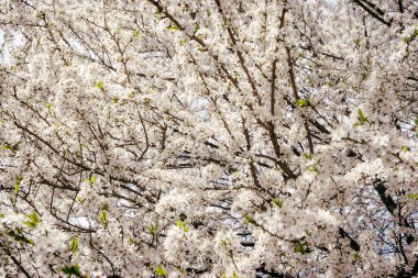 Baharda açan yabani kiraz çiçekleri. Mavi gökyüzüne karşı beyaz çiçekli yabani kiraz çiçekleri. Kirazın narin çiçekleri