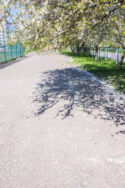 Çiçek açan kiraz çiçekli yol manzarası. Kiraz çiçekleri ve çitleri olan eski beton bir yol.