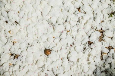 Yerde kiraz çiçeklerinin beyaz yaprakları var. Kiraz çiçeği. Baharda arka plan için yapraklar yere dökülüyor.