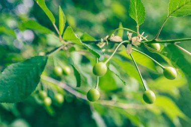 Olgunlaşmamış yeşil kirazlar baharda ağaçta olgunlaşır, sığ alan derinliği, yeşil yapraklar arka plan