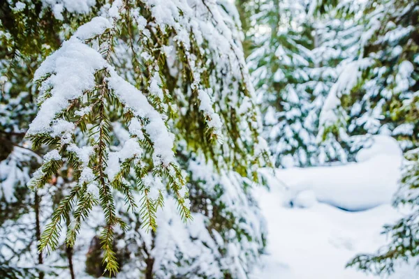 巨大なモミの木と山の中で冬の森 絵のように豪華な冬のシーン 場所カルパティア国立公園 ウクライナ ヨーロッパ — ストック写真