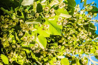 Yeşil yapraklı beyaz ıhlamur çiçekleri. Çiçekler açan ıhlamur ağacı ağacı çayı, doğal arka plan, bahar hazırlamak için kullanılır..